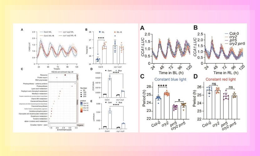 生命与海洋科学学院刘宏涛教授团队在《J Integr Plant Biol》蓝光受体CRY2调控植物生物钟的机制的解析